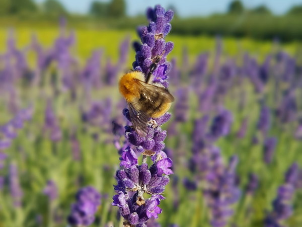 Lavendel Hidcote Blue bienenfreundlich
